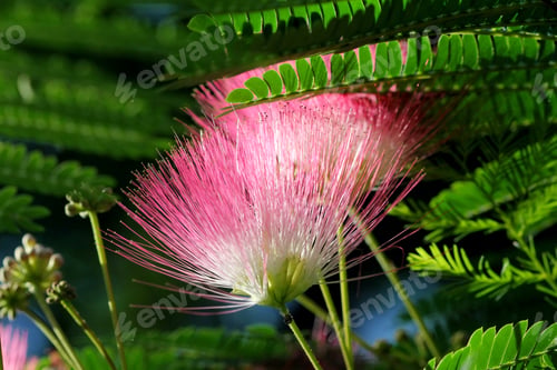 Preview: Mimosa Tree Flowers - Photograph Of Flowers On A Mimosa Tree. Selective Focus Near The Center Of