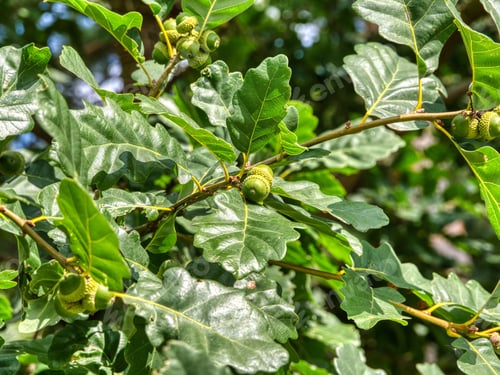 Preview: Green oak leaves and acorns in the forest