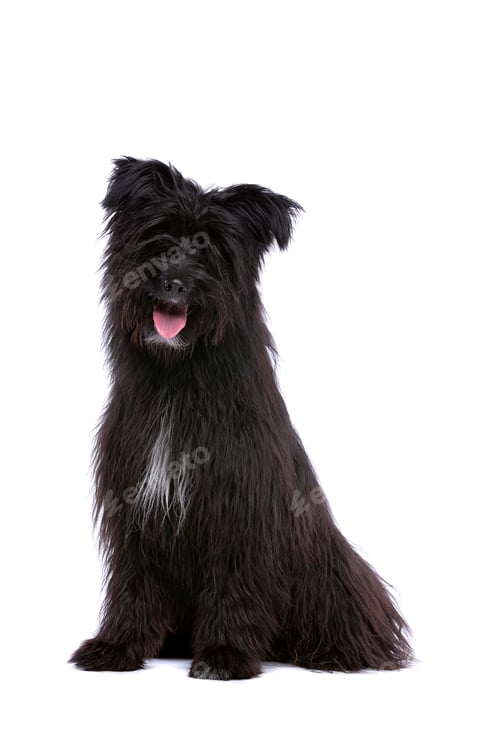 Preview: dog