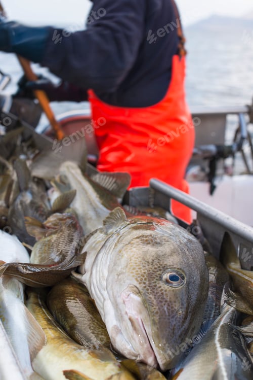 Preview: Freshly caught cod