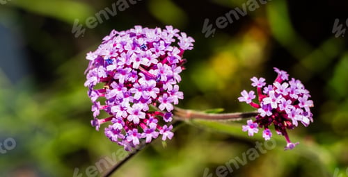 Preview: Vibrant purple verbena flowers close-up.