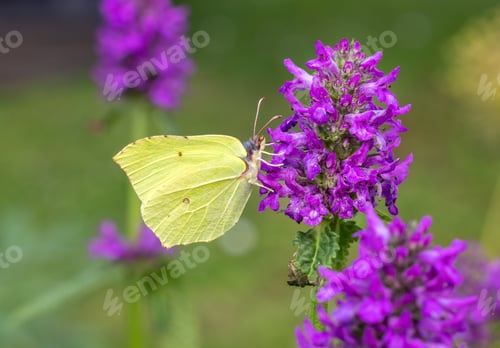 Preview: beautiful butterfly on blooming flower