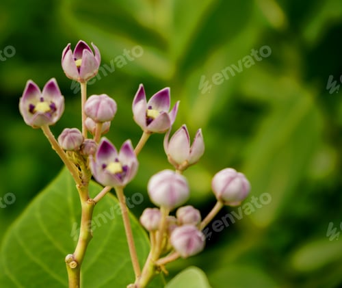 Preview: Wild plants, Nature background.
