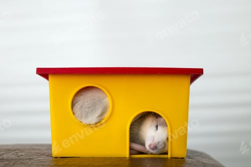 Preview: Cute Rat Resting in a Yellow Toy House