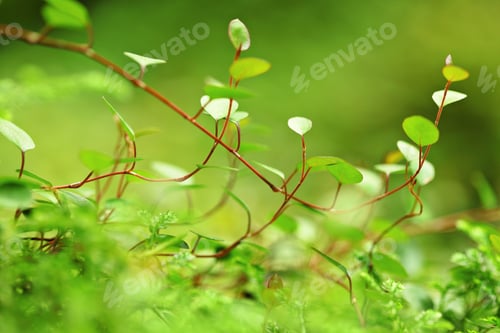 Preview: moss close up