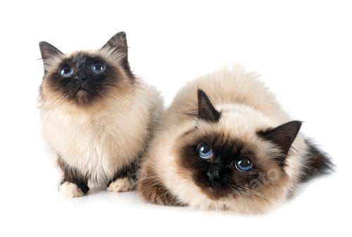 Preview: birman cats in studio