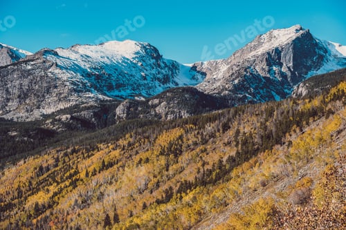 Preview: Aspen grove at autumn in Rocky Mountains