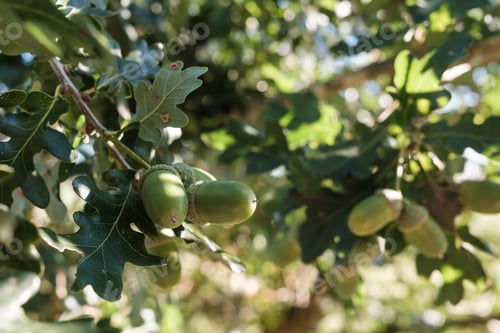 Preview: acorns on an oak tree with leaves in the rays of the setting sun