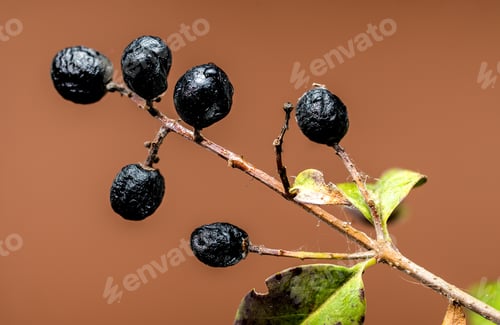 Preview: Black Berries on a Branch on brown background