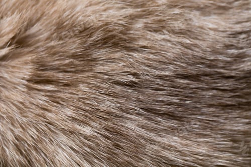 Preview: Background of Siamese cat fur.