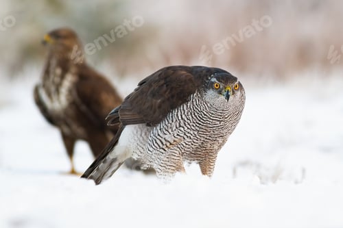 Preview: Northern goshawk with common buzzard on snow in wintertime