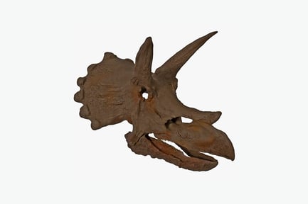 Preview: Lateral view of a triceratops skull