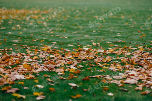 Preview: Yellow leaves cover green ground can be used as abstract textured colourful nature background