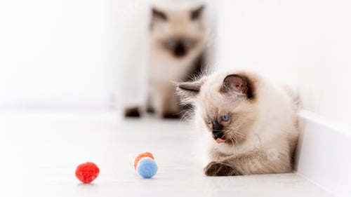 Preview: Kittens Ragdoll playing with toys