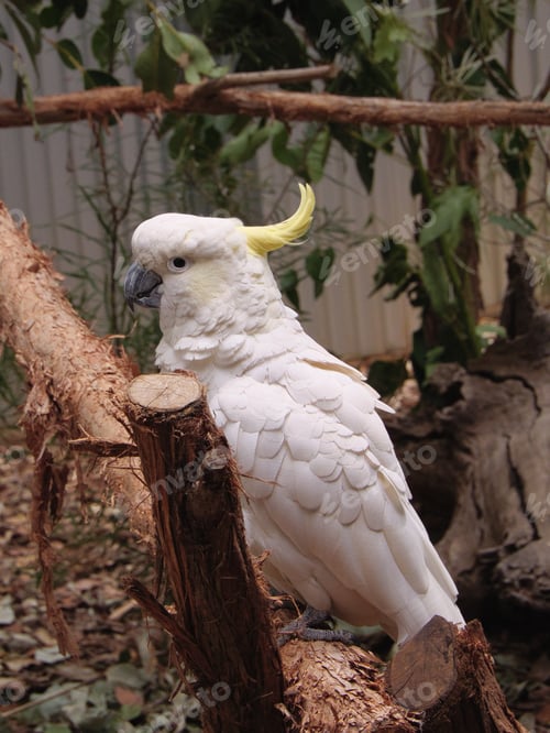 Preview: Sulphur-crested cockatoo on a branch in the zoo. Australia