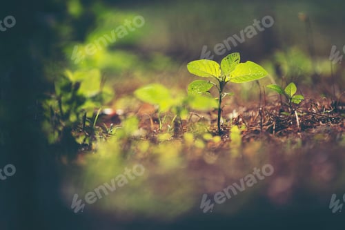 Preview: new life concept, plant seeding in nature