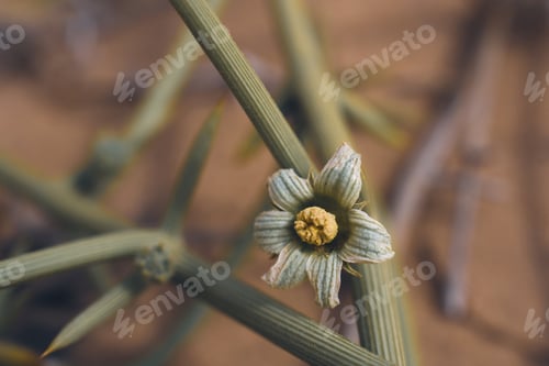 Preview: Flower of a zucchini plant in the garden. Selective focus.
