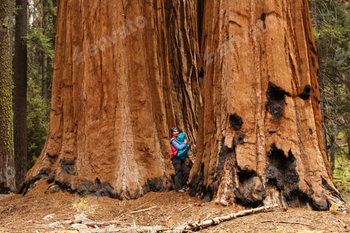 Preview: Mother With Infant Visit Sequoia National Park In California, Usa