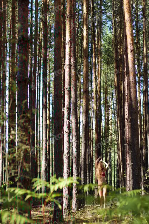 Preview: Tall trees in evergreen coniferous forest. slim beautiful girl in bikini walking in a pine forest