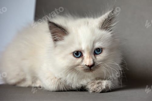 Preview: Sleepy kitten over gray background. Sweety british kitten.
