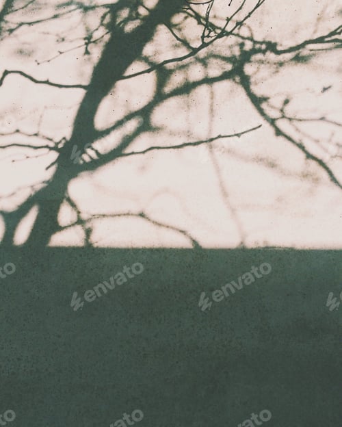 Preview: Tree shadow reflecting on building wall