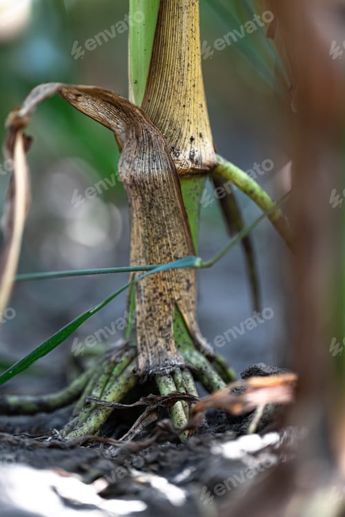 Preview: Close up of the root of a corn plant.