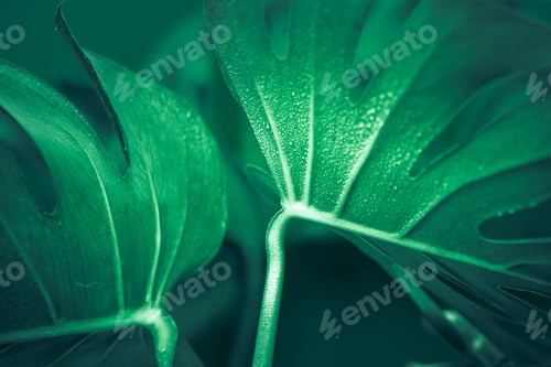 Preview: monster leaves on a green background