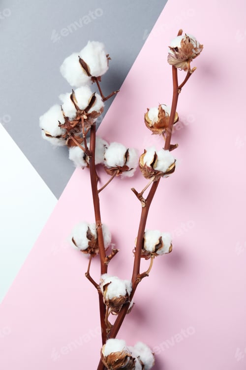 Preview: Cotton plant branches on three tone background