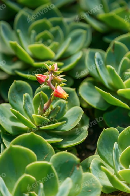 Preview: Close-up of several green succulent plants with thick, fleshy leaves arranged in a rosette pattern