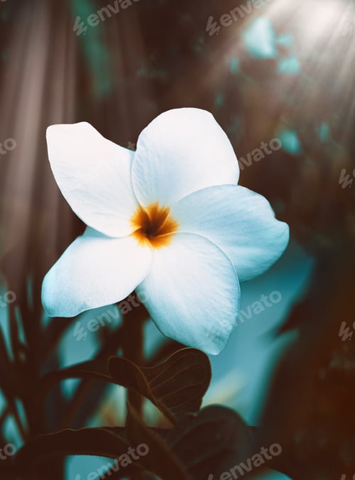 Preview: White flower with blue and yellow touches in the forest