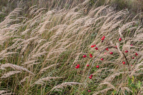 Preview: rosehip berries on a branch, close-up in dry grass, autumn