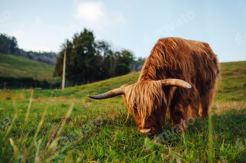 Preview: Scottish highland cow