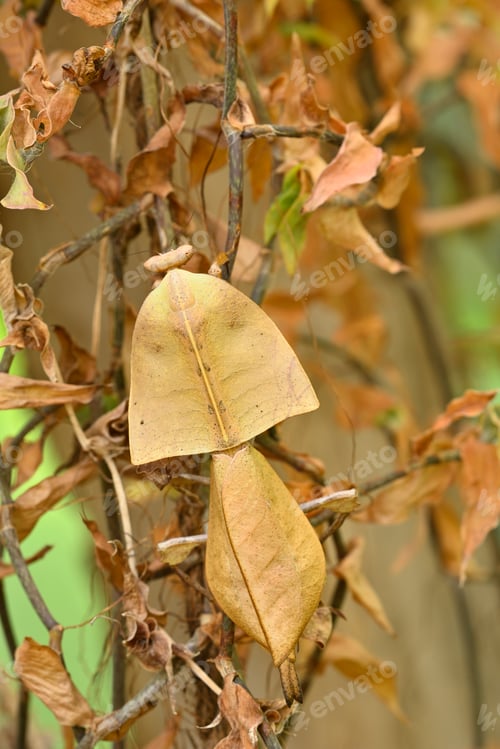 Preview: Dead leaf mantis insect showing its camouflage