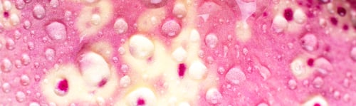 Preview: Banner of Pink Orchid macro with water drops.