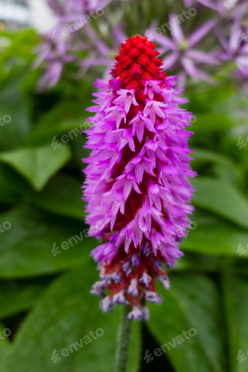 Preview: Pink tropical flowers