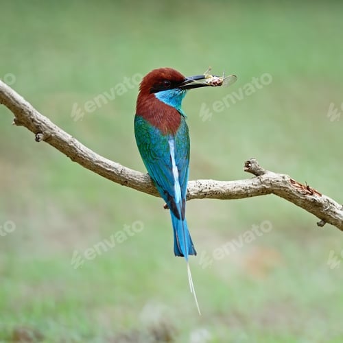 Preview: Blue-throated Bee-eater