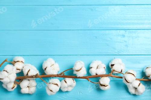 Preview: Branch of cotton plant on light blue wooden background, top view. Space for text