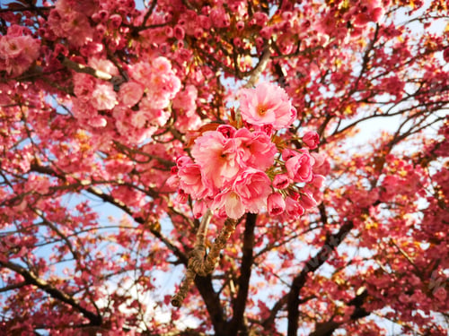 Preview: Low-angle shot of a blooming cherry tree with its branches filled with pink blossoms