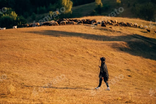 Preview: Female shepherd and flock of sheep at a lawn