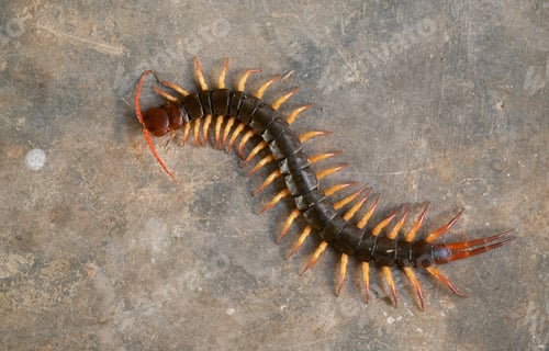 Preview: giant centipede on cement floor