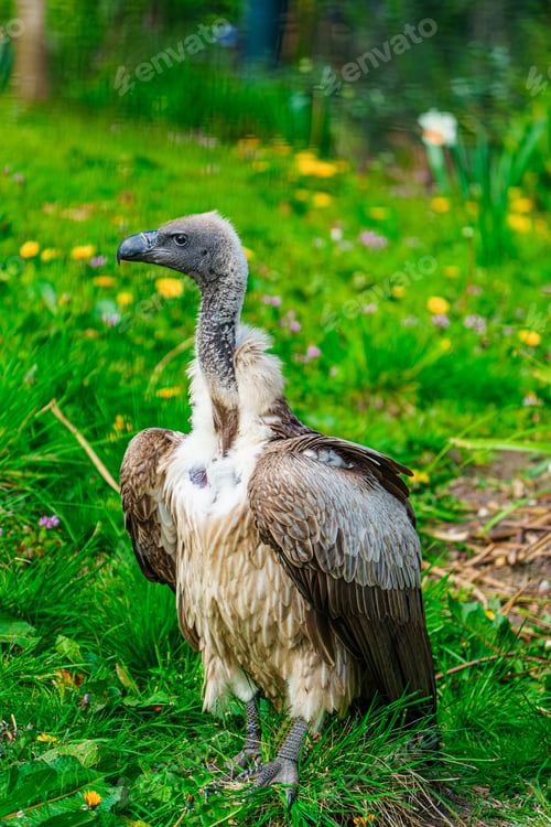 Preview: Close-up shot of a vulture standing on grass with blurred background