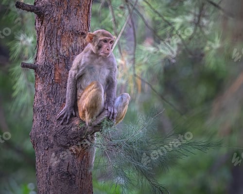 Preview: Monkey in its natural habitat