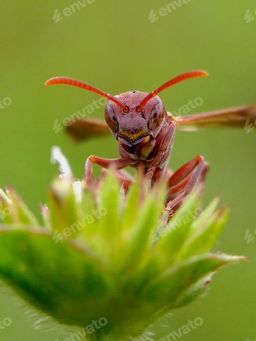 Preview: The Polistinae is a subfamily of eusocial wasps belonging to the family Vespidae