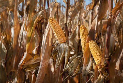 Preview: golden ears of corn ready for harvest, a dry corn