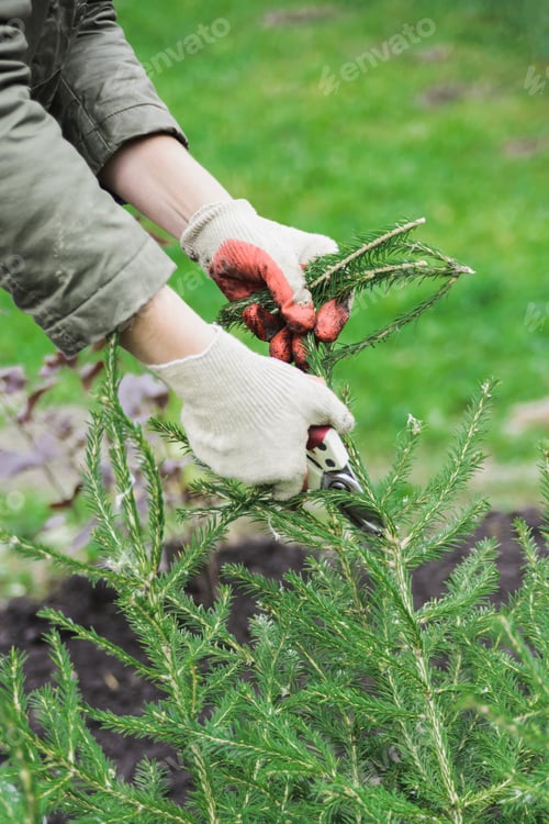 Preview: woman with scissors cutting old fir tree branch