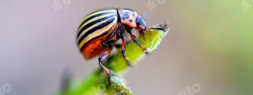 Preview: Colorado potato beetle crawling on potato leaves