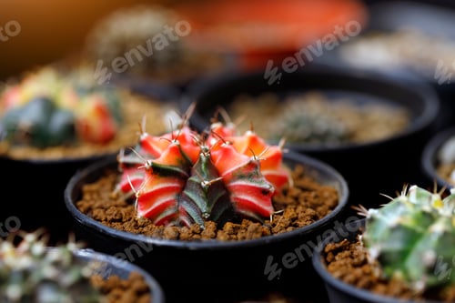 Preview: Beautiful Colourful Cactus flower Gymnocalycium mihanovichii