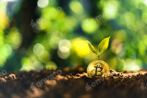 Preview: Bitcoin growth, Bitcoin coins on the ground and leaves grow.