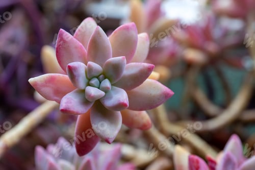 Preview: Graptopetalum paraguayense, succulent plant.