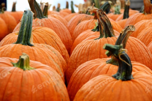 Preview: Pumpkins closeup at a pumpkin patch farm during Fall season.